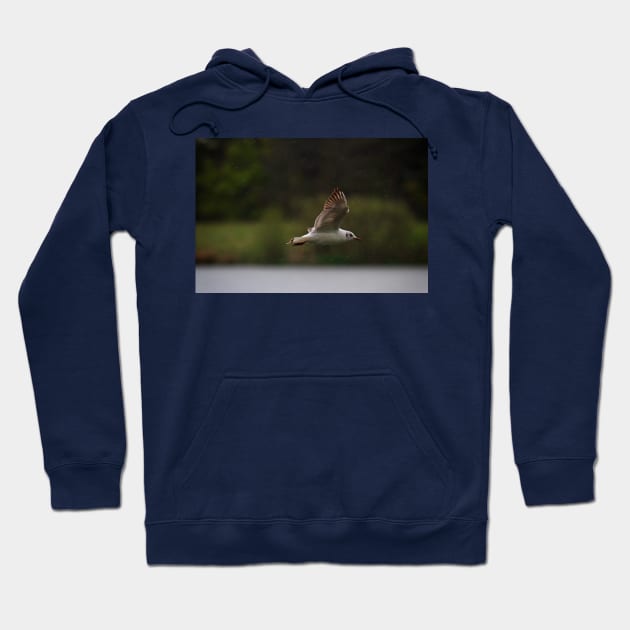 Gull flying in rain Hoodie by Violaman